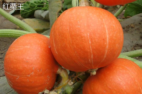 优质的南瓜品种,推荐密本南瓜、黄狼南瓜等