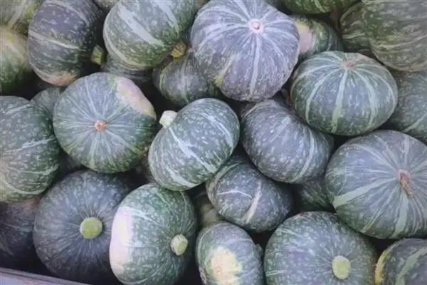 优质的南瓜品种,推荐密本南瓜、黄狼南瓜等