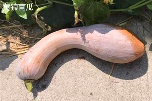 优质的南瓜品种,推荐密本南瓜、黄狼南瓜等