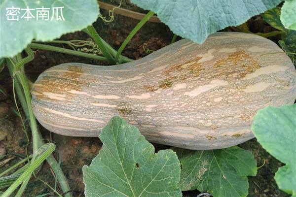 优质的南瓜品种,推荐密本南瓜、黄狼南瓜等