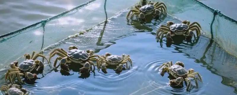 养殖淡水虾蟹存在的问题，饲料开发滞后