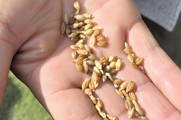 春耕农机播种的事宜,播前应仔细查看地块情况