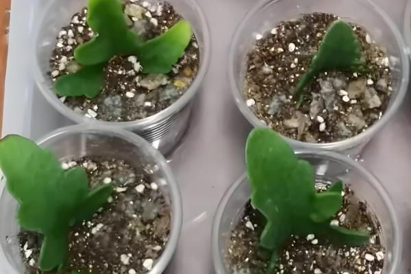 长寿花的叶片繁殖方法，选择健壮且无病害的叶子为佳