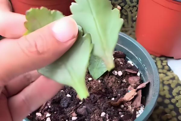 长寿花的叶片繁殖方法，选择健壮且无病害的叶子为佳