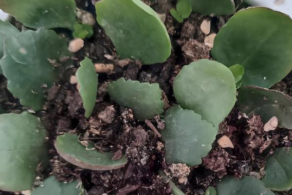 长寿花的叶片繁殖方法，选择健壮且无病害的叶子为佳