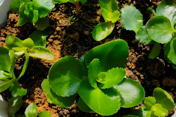 长寿花的叶片繁殖方法，选择健壮且无病害的叶子为佳