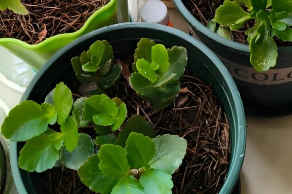 长寿花的叶片繁殖方法，选择健壮且无病害的叶子为佳