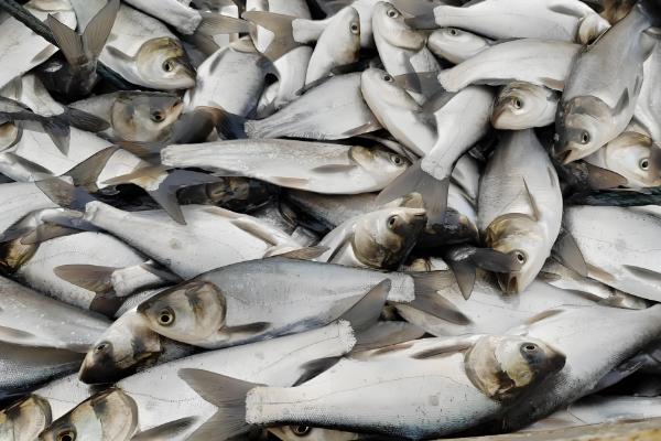 鲢鱼是不是淡水鱼，常在溪流、江河等淡水水域中栖息