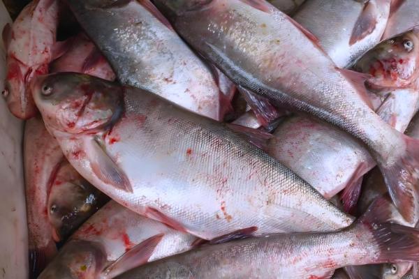 鲢鱼是不是淡水鱼，常在溪流、江河等淡水水域中栖息