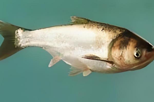 鲢鱼是不是淡水鱼，常在溪流、江河等淡水水域中栖息