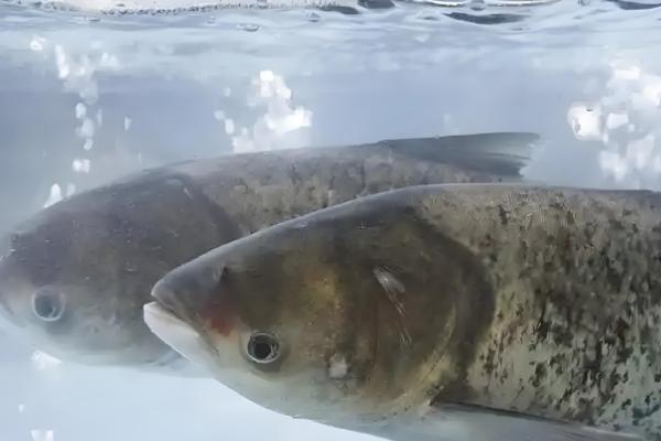 鲢鱼是不是淡水鱼，常在溪流、江河等淡水水域中栖息