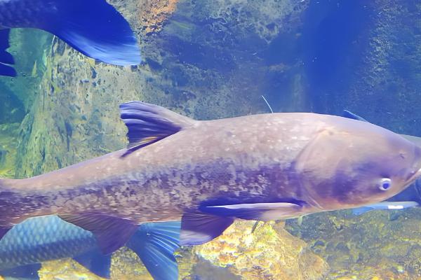 鲢鱼是不是淡水鱼，常在溪流、江河等淡水水域中栖息