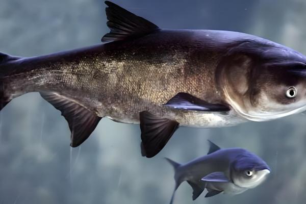 鲢鱼是不是淡水鱼，常在溪流、江河等淡水水域中栖息