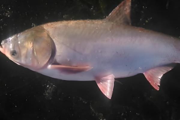 鲢鱼是不是淡水鱼，常在溪流、江河等淡水水域中栖息