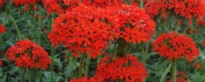 剪秋罗的外观，植株呈纺锤形