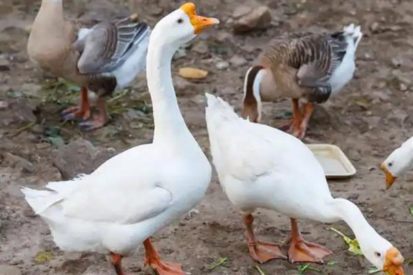 鹅会不会咬人，容易攻击陌生人