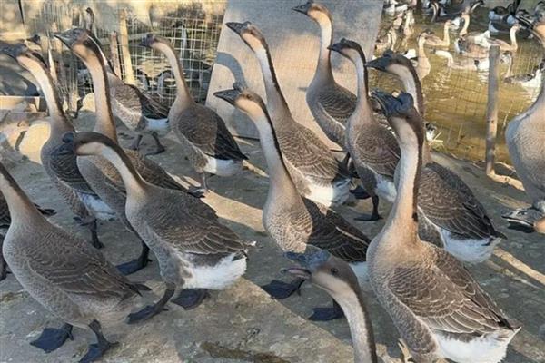 鹅会不会咬人，容易攻击陌生人