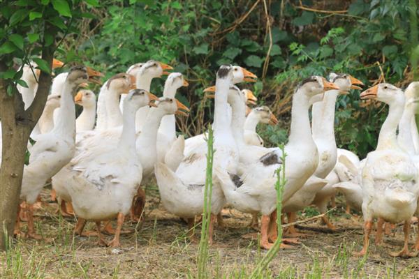 鹅会不会咬人，容易攻击陌生人