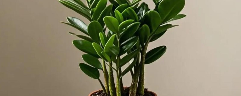 如何让金钱树爆芽，需要合理的施加水肥