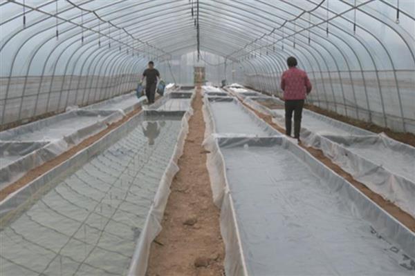 棉花怎么育苗,可以采用飘浮育苗