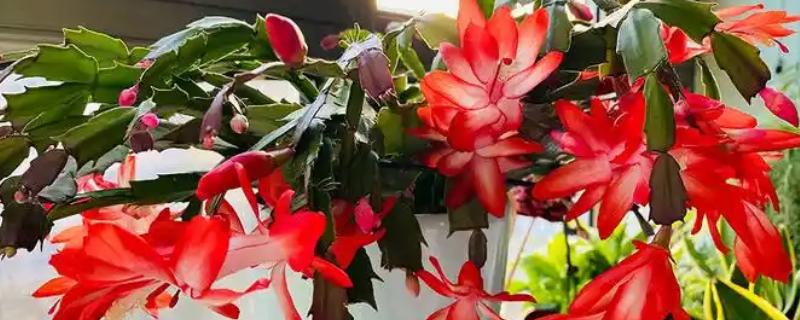 蠏爪兰花如何栽培，以沙质土壤种植为主