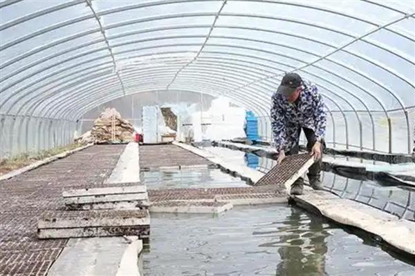 棉花怎么育苗,可以采用飘浮育苗