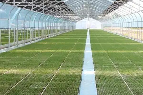 棉花怎么育苗,可以采用飘浮育苗