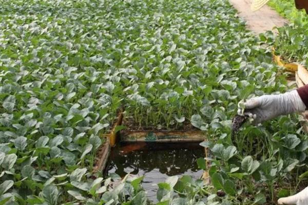 棉花怎么育苗,可以采用飘浮育苗