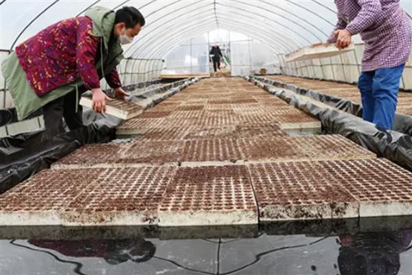 棉花怎么育苗,可以采用飘浮育苗