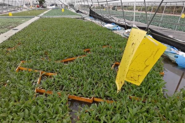 棉花怎么育苗,可以采用飘浮育苗