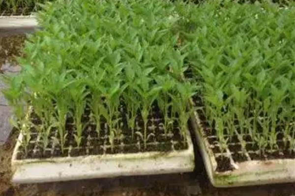 棉花怎么育苗,可以采用飘浮育苗