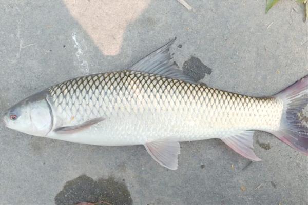 鲮鱼的种类，常见的有土鲮、泰鲮与麦鲮