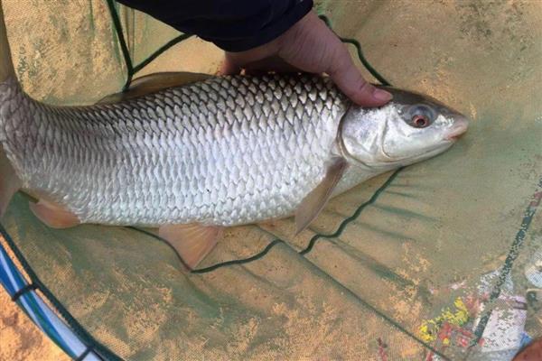 鲮鱼的种类，常见的有土鲮、泰鲮与麦鲮