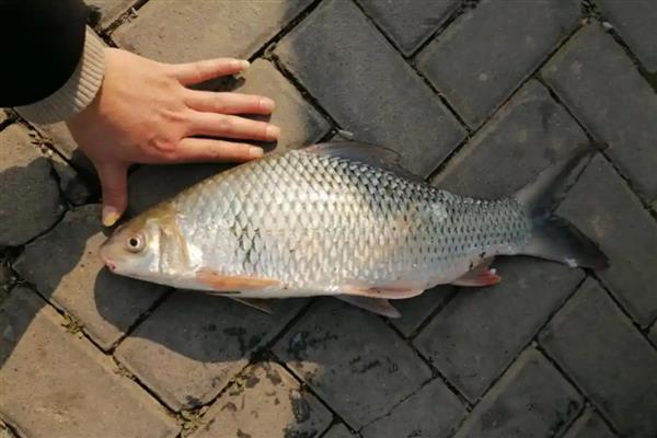 鲮鱼的种类，常见的有土鲮、泰鲮与麦鲮