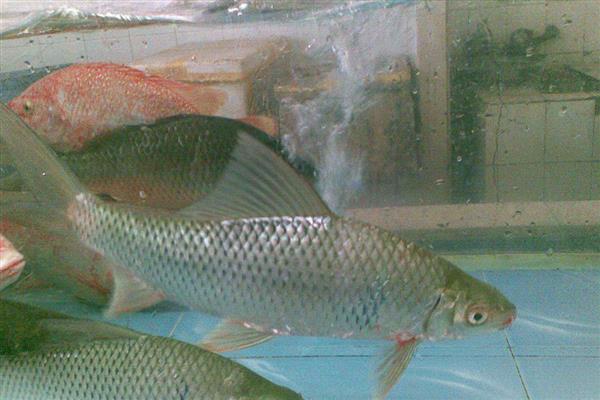 鲮鱼的种类，常见的有土鲮、泰鲮与麦鲮