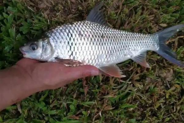 鲮鱼的种类，常见的有土鲮、泰鲮与麦鲮