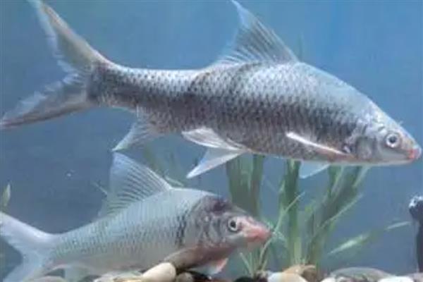 鲮鱼的种类，常见的有土鲮、泰鲮与麦鲮