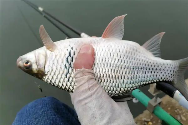 鲮鱼的种类，常见的有土鲮、泰鲮与麦鲮