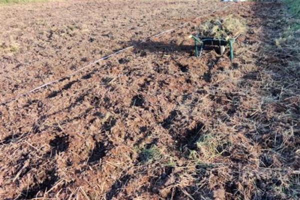 党参的种植技术，秋播时间为9月中旬至10月上旬