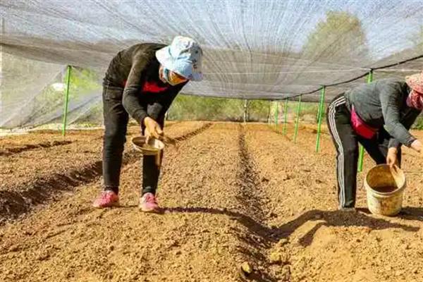 党参的种植技术，秋播时间为9月中旬至10月上旬