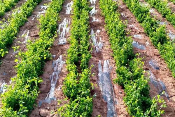 党参的种植技术，秋播时间为9月中旬至10月上旬