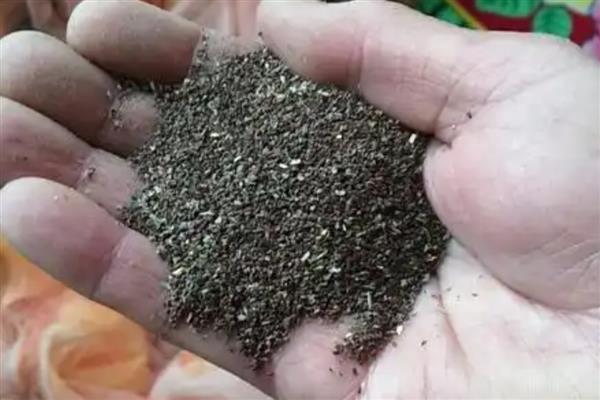 党参的种植技术，秋播时间为9月中旬至10月上旬