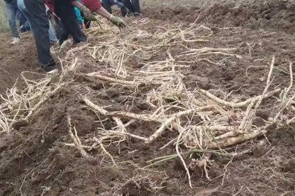 党参的种植技术，秋播时间为9月中旬至10月上旬