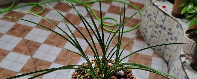 一香土可以种蕙兰吗，能种蕙兰