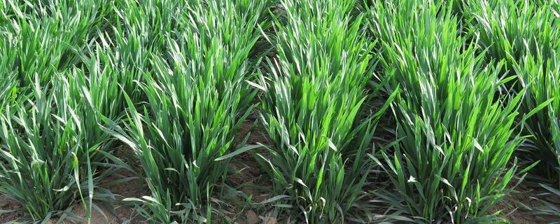 小麦需要一喷三防的原因，能起到增强抗寒能力、防治病虫害等效果