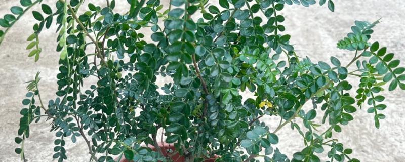 清香木的过冬方法，下雪天要放在室内