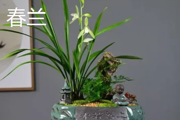 兰花在几月开,不同品种的开花时间不同