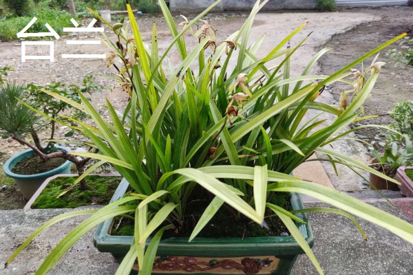 兰花在几月开,不同品种的开花时间不同