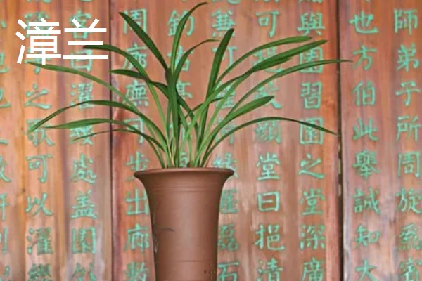 兰花在几月开,不同品种的开花时间不同