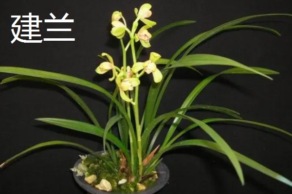 兰花在几月开,不同品种的开花时间不同